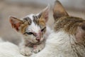 Vagrant sick cats. Homeless wild cats on dirty street in AsiaÃÂ 